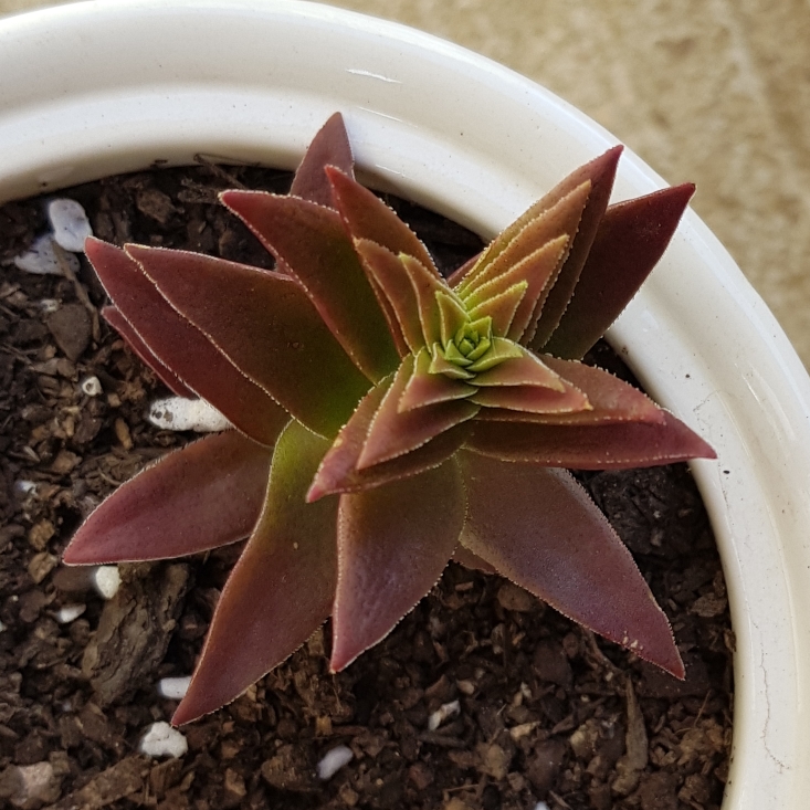 plant image 902649