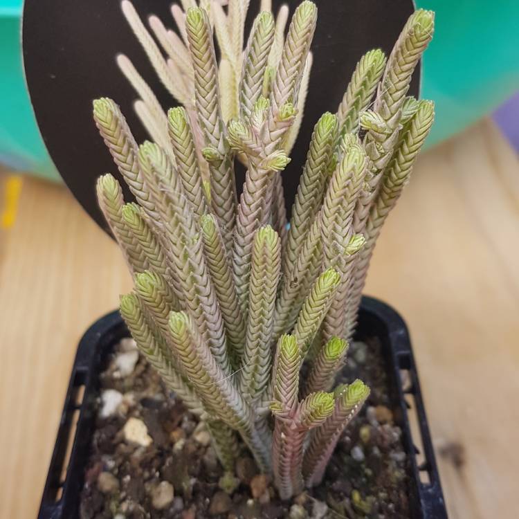 Plant image Crassula muscosa var. variegata