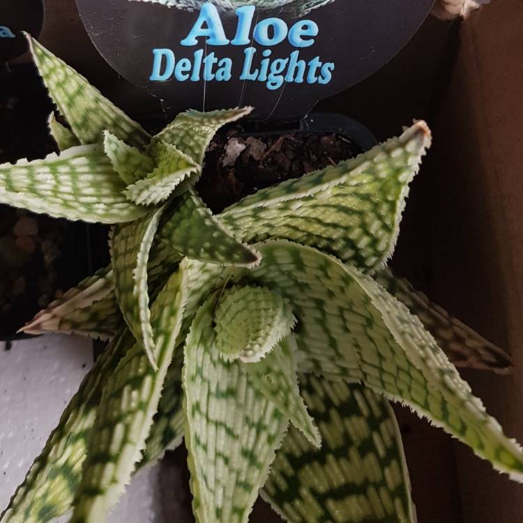 Plant image Aloe deltoideodonta 'Delta Lights'