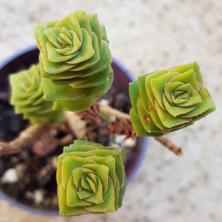plant image 919832