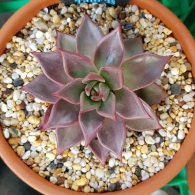 Echeveria Agavoides Romeo