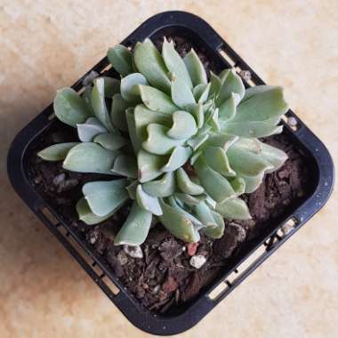Echeveria Runyonii Topsy Turvy Cristata