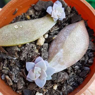 Graptopetalum Superbum