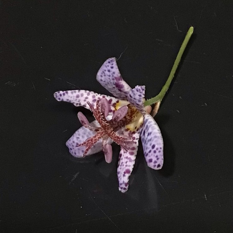 plant image 1504486