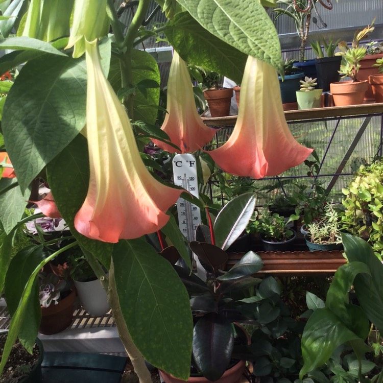 Plant image Brugmansia 'pink Velvet'