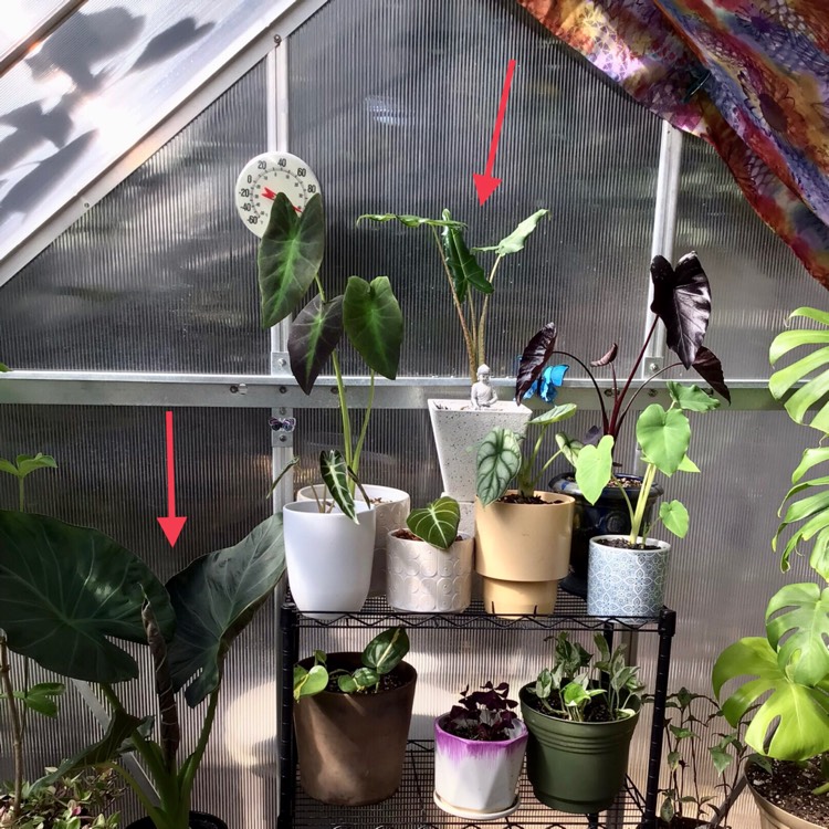 plant image 1510217