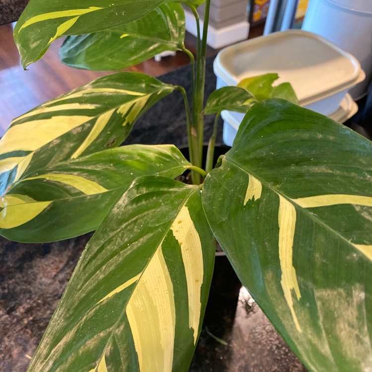 Plant image Ctenanthe lubbersiana 'Brazilian Snow'