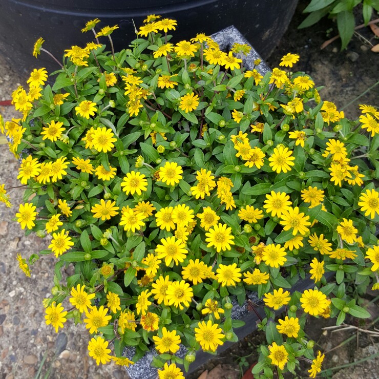 Lisa's garden