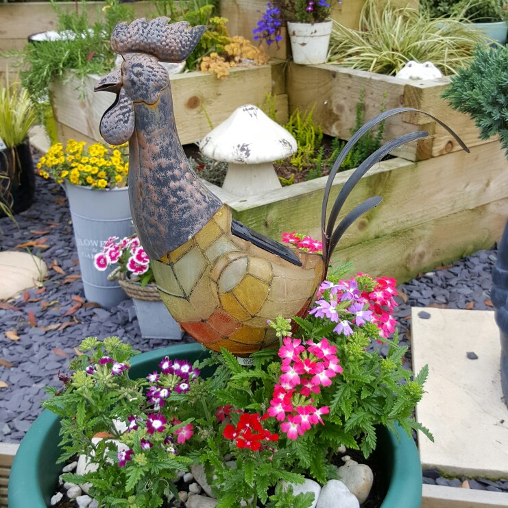 Lisa's garden