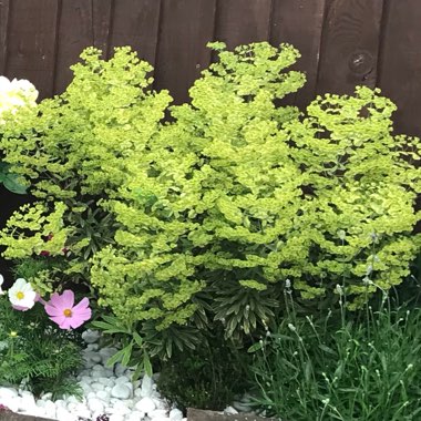 Martin's Spurge 'Ascot Rainbow'