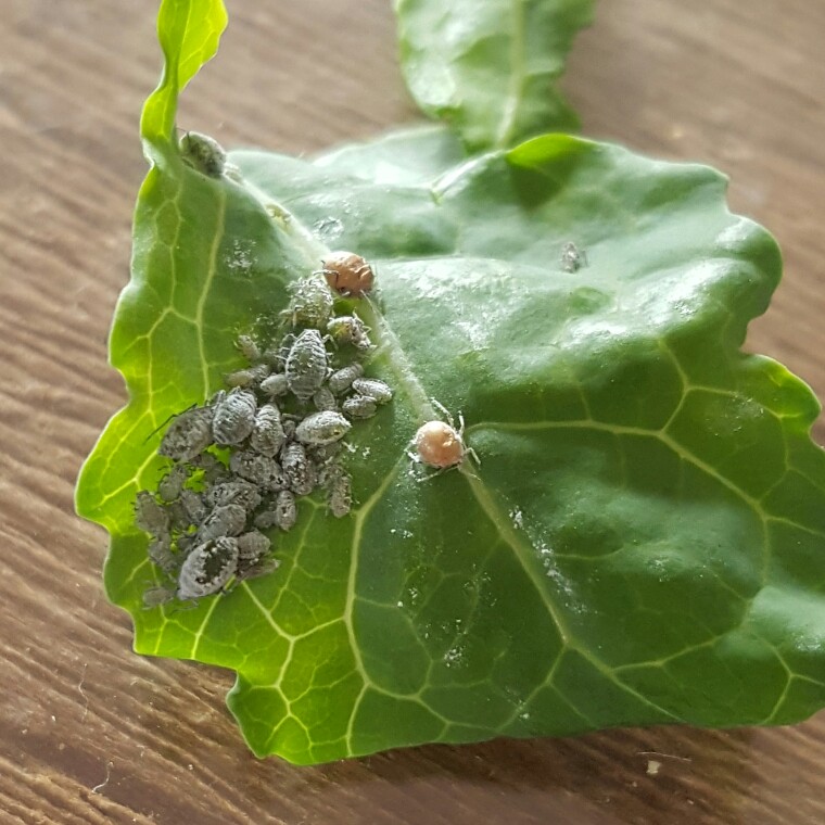 Broccoli Calabrese 'Autumn Spear'