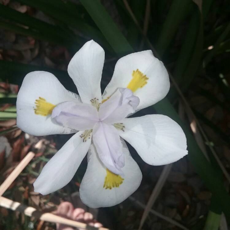 plant image 369711
