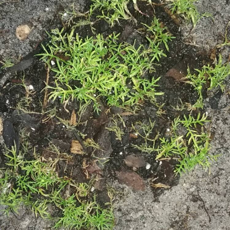 plant image 405487