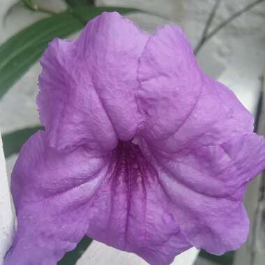 Petunia