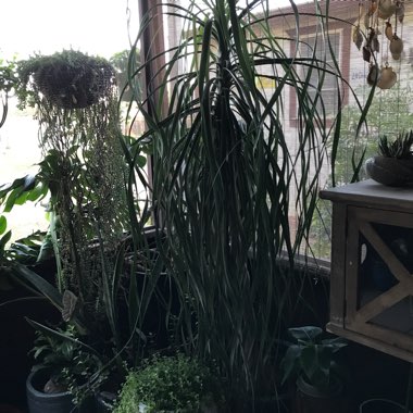 Lisa's garden