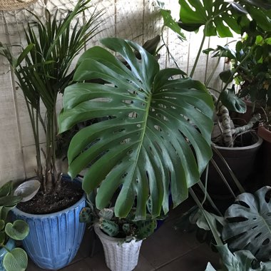 Swiss Cheese Plant