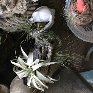 Airplant