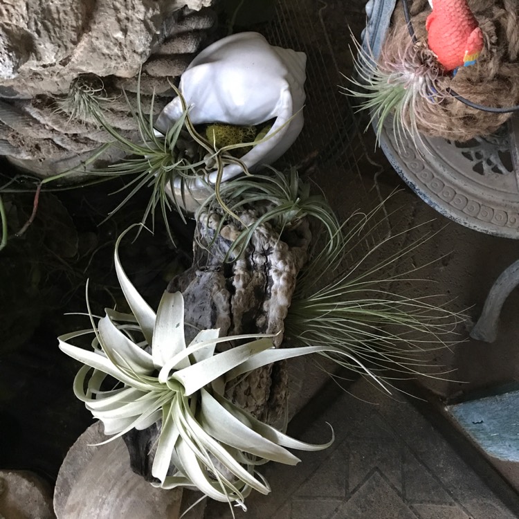 plant image 765198