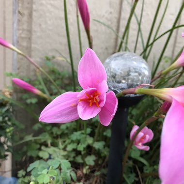 Pink Rain Lily