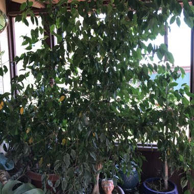 Weeping Fig 'Spire'