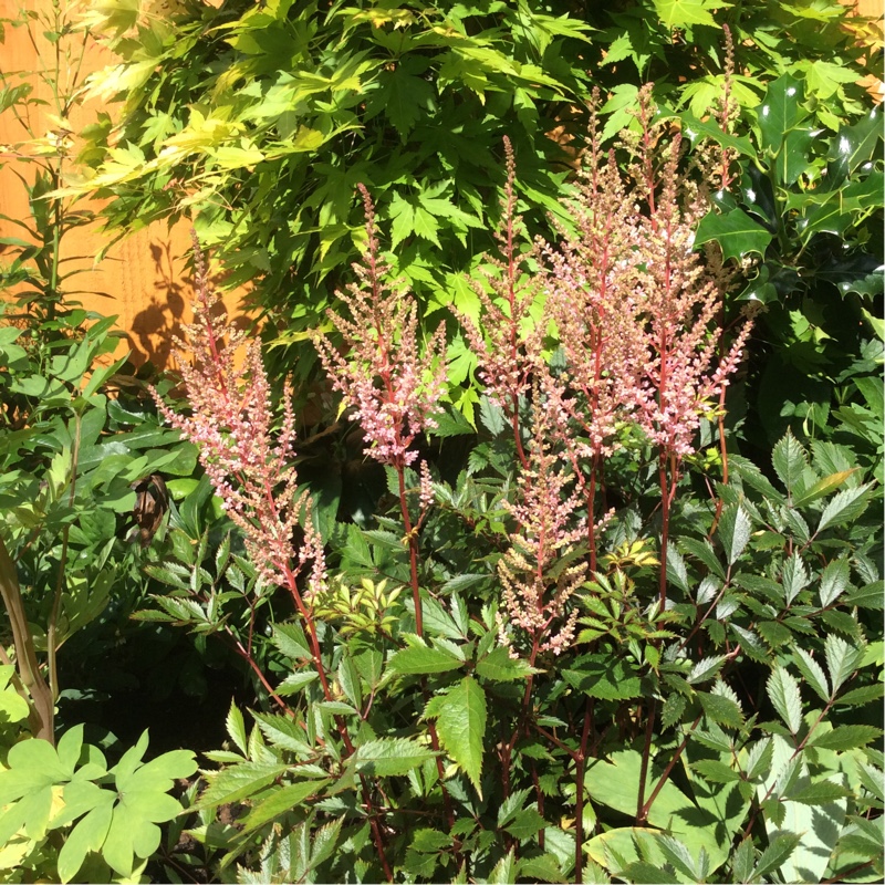 False Spiraea