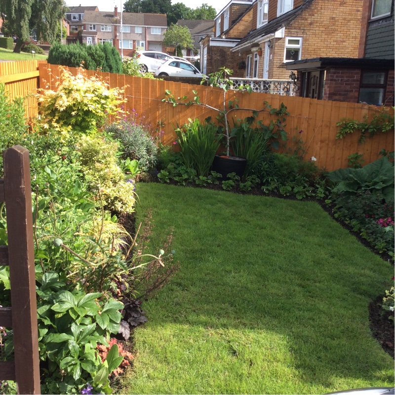 Lisa's garden