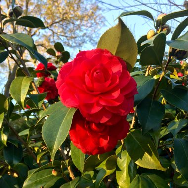 Camellia