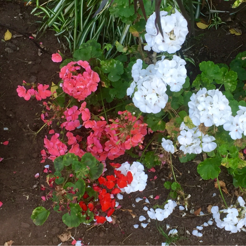 Pelargonium