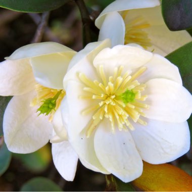 Michelia Yunnanensis syn. Michelia laevifolia, Magnolia Yunnanensis, Magnolia laevifolia