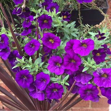 Calibrachoa Cabaret 'Deep Blue'