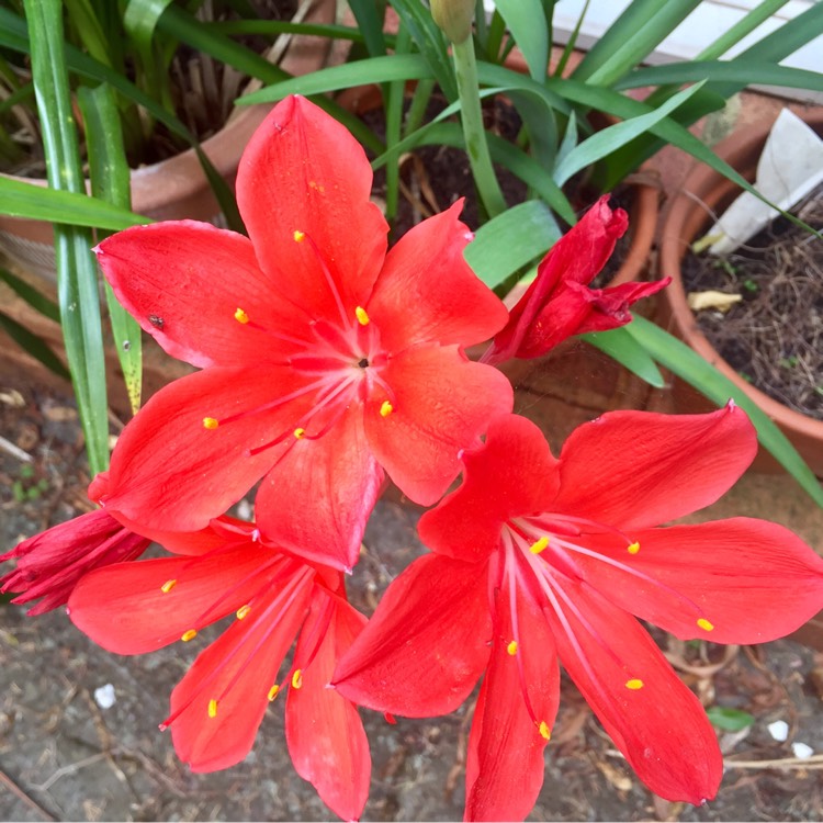 plant image 314927