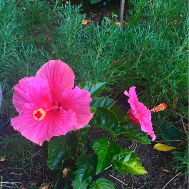 Hibiscus rosa-sinensis 'Rio Clara'
