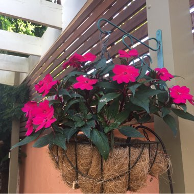 Impatiens hawkerii