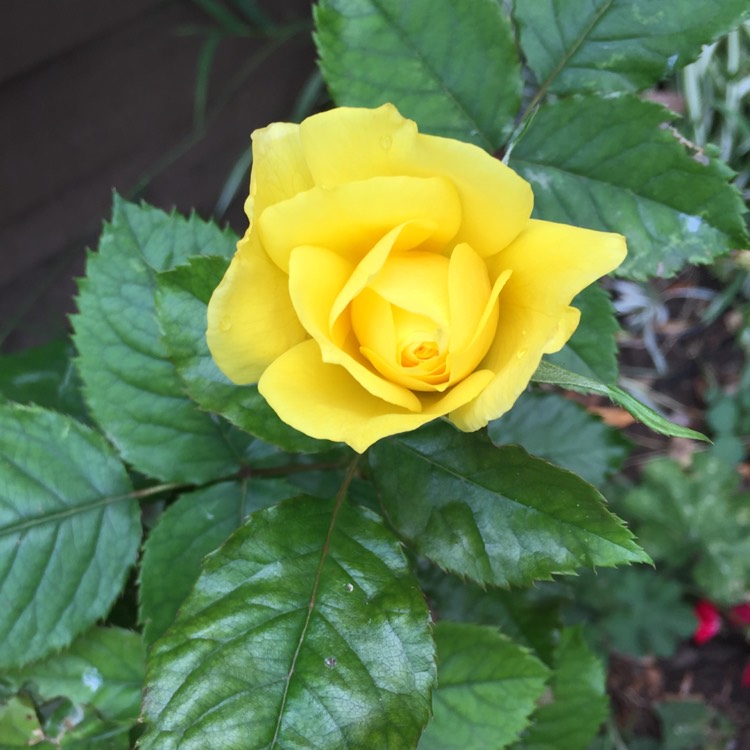 Plant image Rosa 'Landora' syn. Rosa 'Sunblest', Rosa 'Tania'
