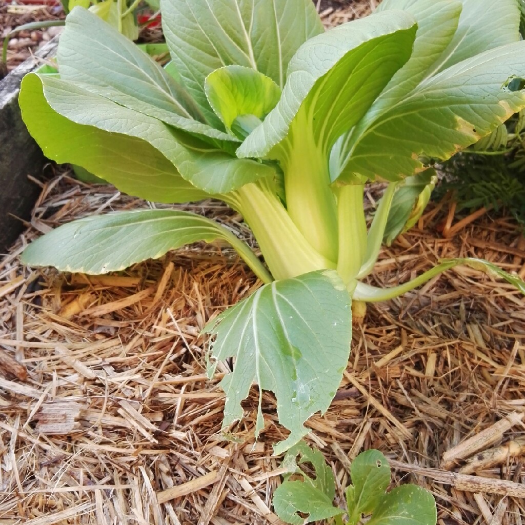 Brassica Rapa var Chinensis