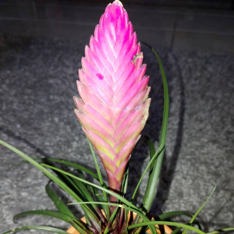 plant image 1344985