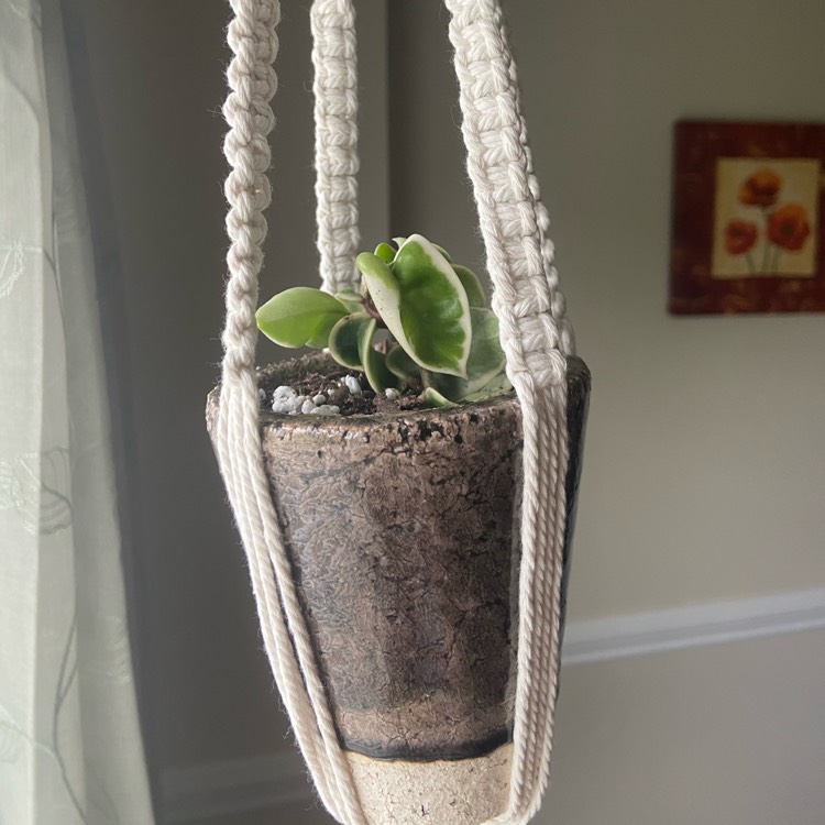 plant image 1396877