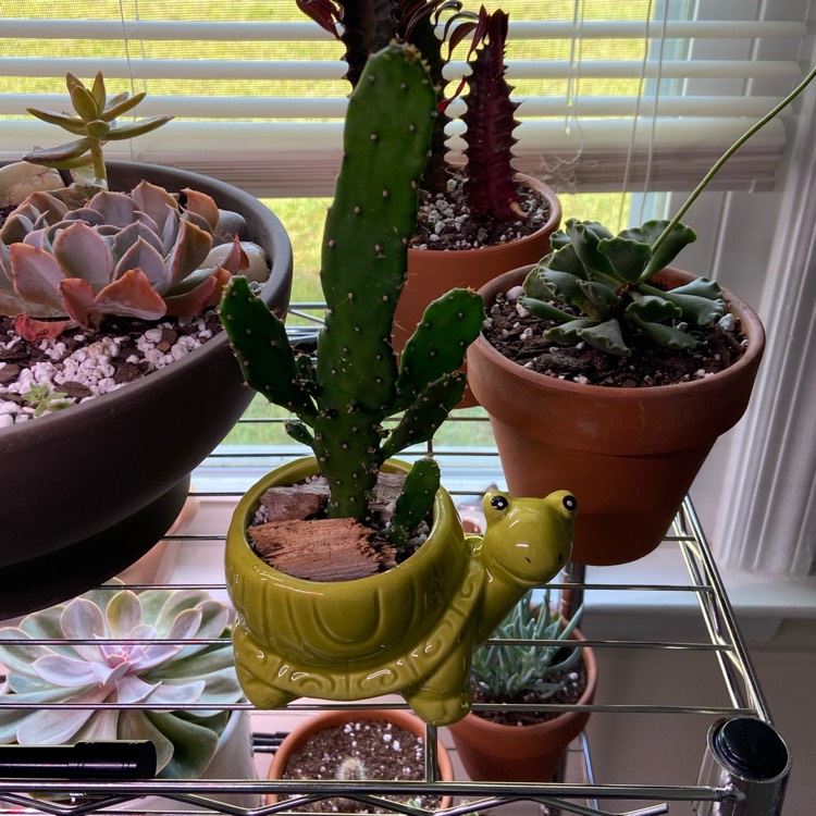 plant image 1396941