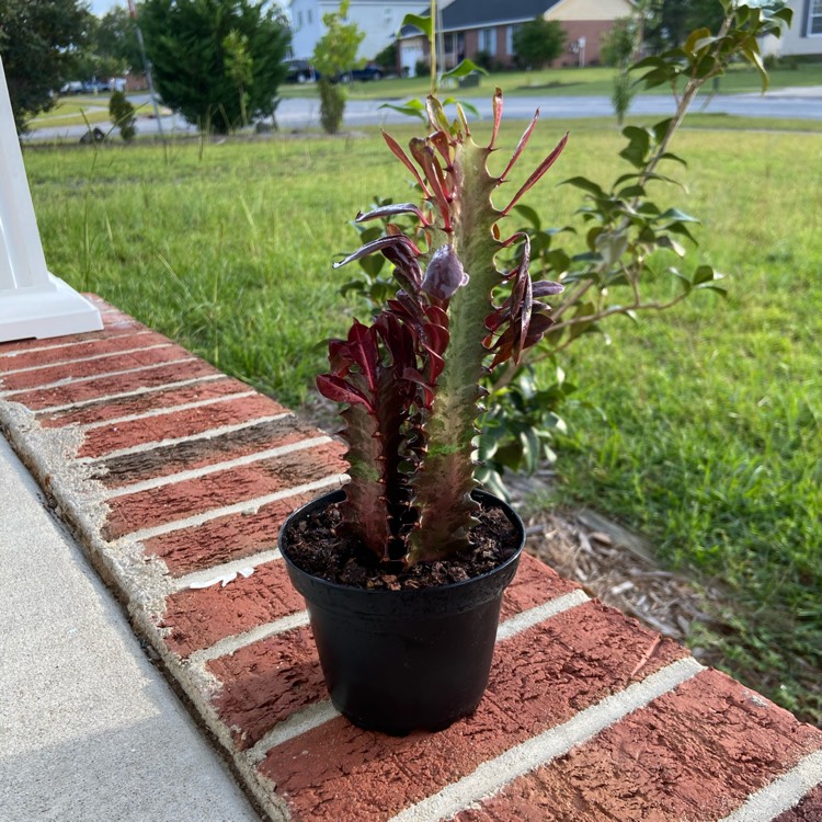 plant image 1396953