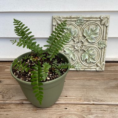 Polystichum Acrostichoides