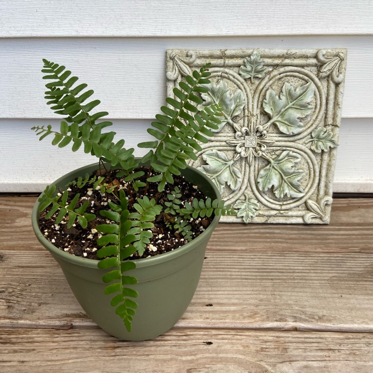 Plant image Polystichum Acrostichoides