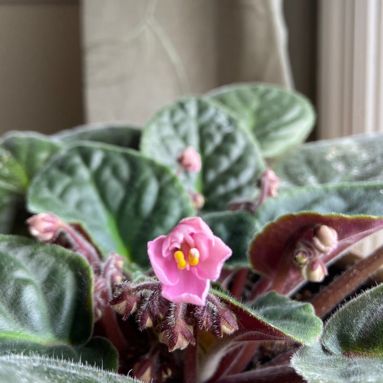 plant image 1397751 plant image 1397751