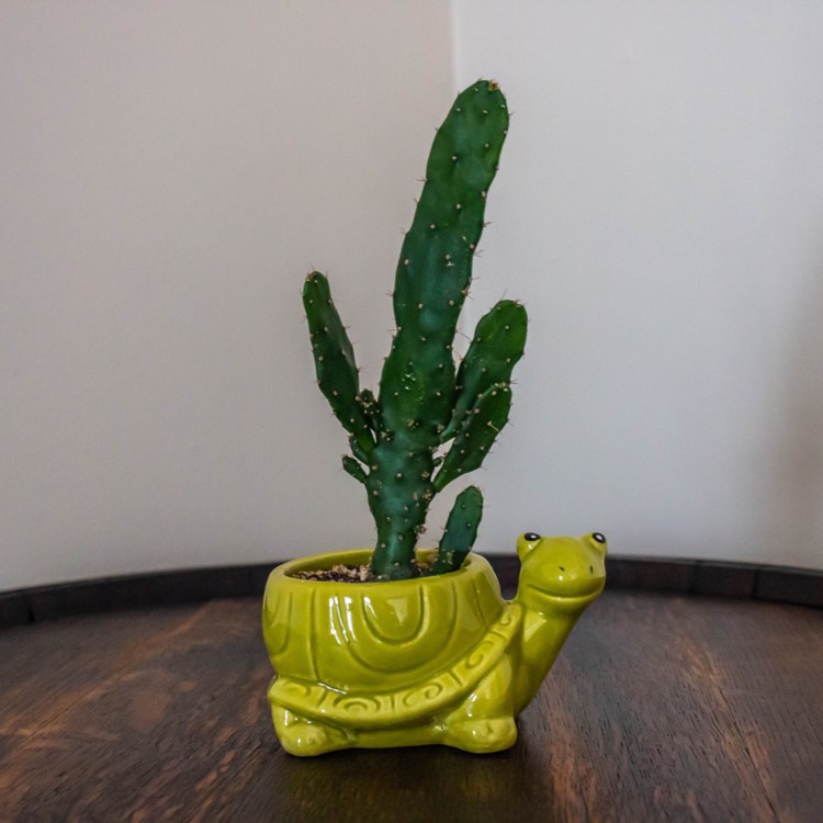 Plant image Opuntia Bonplandii