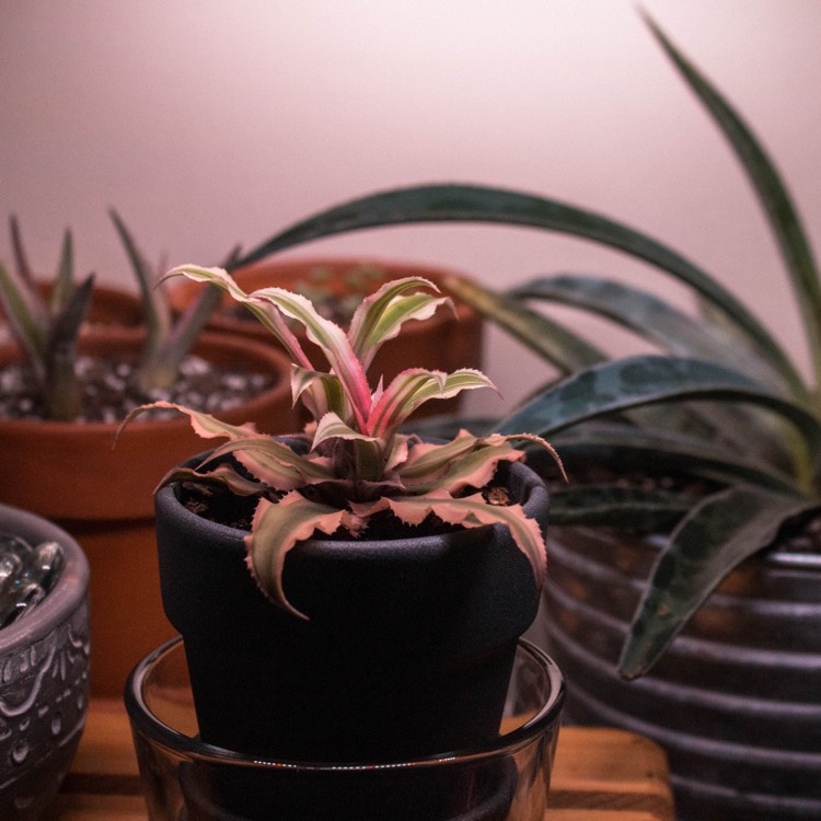 Plant image Cryptanthus Bivittatus