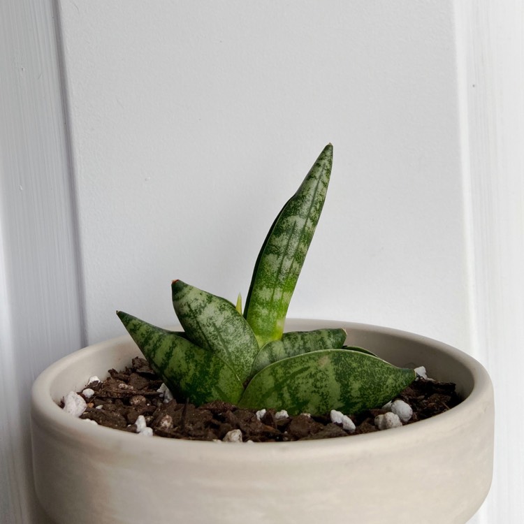 Plant image Sansevieria cylindrica 'Boncel'