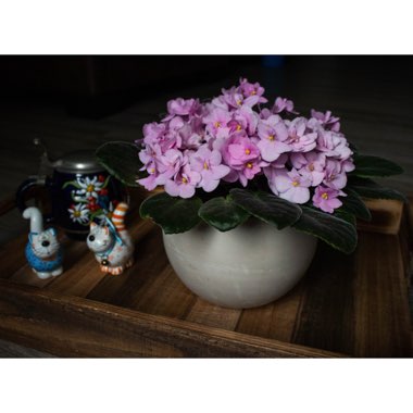 Streptocarpus sect. Saintpaulia  syn. Saintpaulia