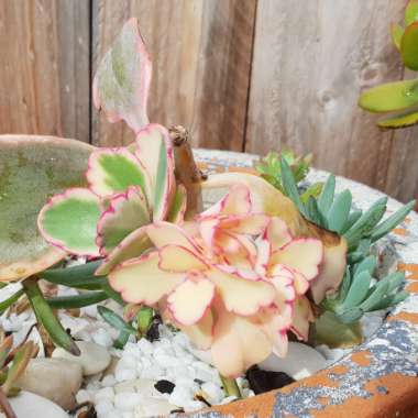 Variegated Lavender Scallops