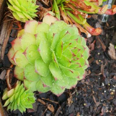 Sempervivum 'Tectorum'
