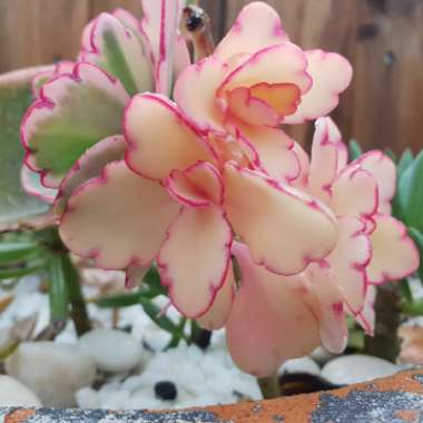 Variegated Lavender Scallops