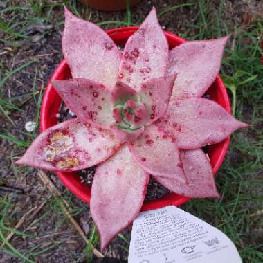 Echeveria 'Agavoides Romeo'